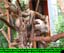 Tree Sloth